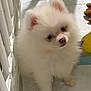 puppy, dog, pomeranian, white_fur, fluffy, pet, curious, indoor, small, cute, young, animal, toy, playpen, paw, face, ears, shadow, light, floor