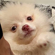 Paxton is registered to the contest to win money with this photo: puppy, dog, white_fur, fluffy, cute, pet, animal, closeup, face, eyes, nose, paw, blanket, watch, human_arm, indoor, soft_texture, cozy, curious, young