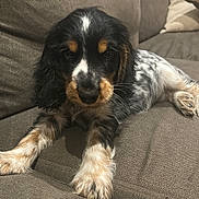 Aston participe au concours pour gagner de l'argent avec cette photo : puppy, dog, couch, indoor, pet, fluffy, black, white, brown, fur, cute, animal, relaxing, laying_down, closeup, young, adorable, face, ears, home