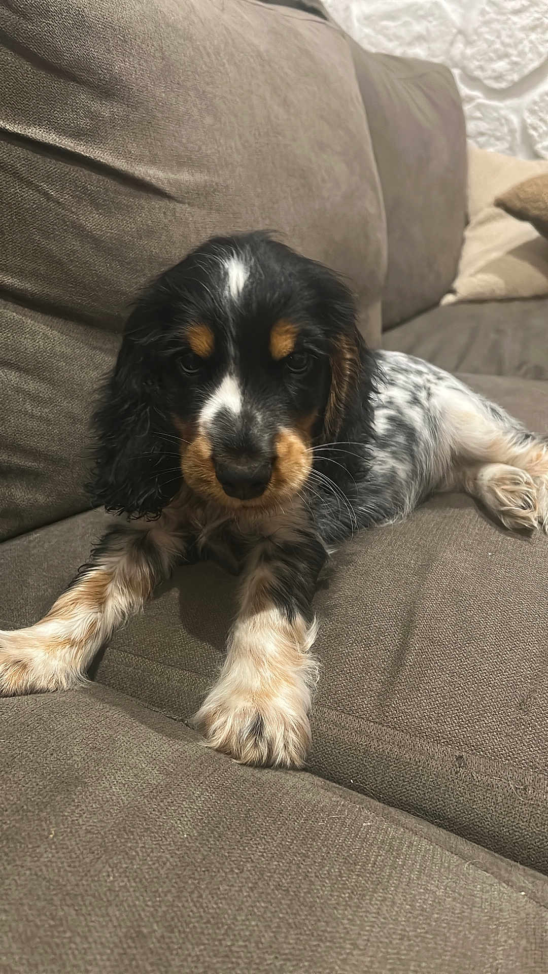 Aston participe au concours pour gagner de l'argent avec cette photo : puppy, dog, couch, indoor, pet, fluffy, black, white, brown, fur, cute, animal, relaxing, laying_down, closeup, young, adorable, face, ears, home