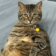 Moxie joined the competition — help win amazing prizes! cat, tabby, pet, animal, portrait, indoor, bed, bedroom, cushion, lying_down, sitting, fur, striped, whiskers, ears, green_eyes, collar, flower, relaxed, funny