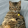 cat, tabby, pet, animal, portrait, indoor, bed, bedroom, cushion, lying_down, sitting, fur, striped, whiskers, ears, green_eyes, collar, flower, relaxed, funny