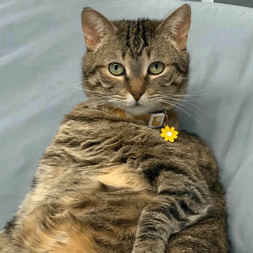 Moxie joined the competition — help win amazing prizes! cat, tabby, pet, animal, portrait, indoor, bed, bedroom, cushion, lying_down, sitting, fur, striped, whiskers, ears, green_eyes, collar, flower, relaxed, funny