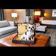 Batman joined the competition — help win amazing prizes! dog, french_bulldog, suitcase, leather_ottoman, hotel_room, lamp, bed, chair, carpet, furniture, pet, indoor, cozy, modern, vintage, white_and_black, curtains, table, portrait, cute