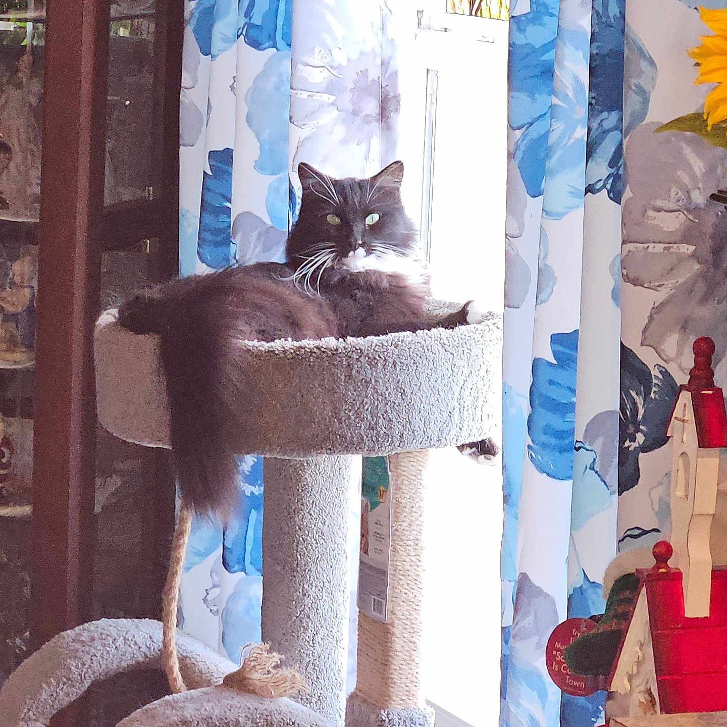 Domino is registered to the contest to win money with this photo: abyssinian, animal, architecture, blackcat, cat, chair, couch, curtain, cushion, furniture, homedecor, indoors, kitten, manx, pet, plant, pottedplant, showercurtain, window, windowsill