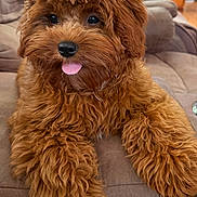 Lucy joined the competition — help win amazing prizes! dog, puppy, brown, fluffy, curly_hair, tongue_out, sofa, indoor, pet, cute, animal, portrait, furry, relaxed, companion, home, laying_down, close_up, friendly, adorable