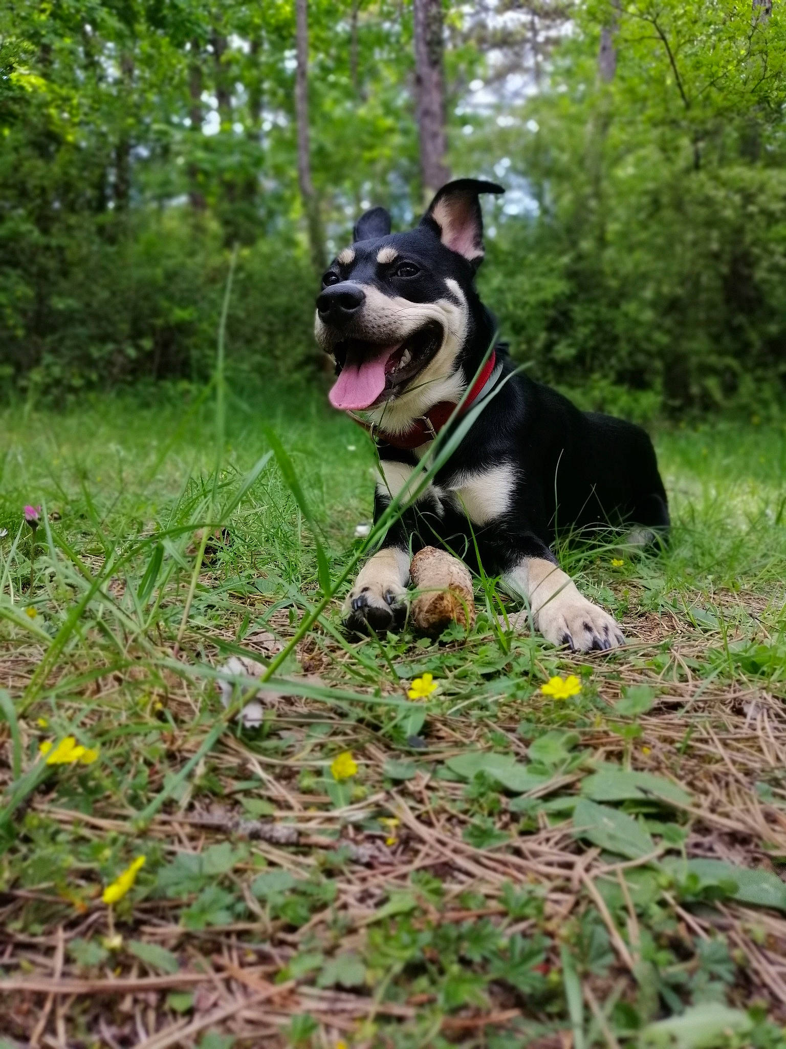 Sparko a rejoint le concours — aidez-le/la à gagner de superbes lots ! boston_terrier, carnivore, collar, companion_dog, dog, dog_breed, dog_clothes, dog_collar, dog_supply, fawn, forest, grass, groundcover, leash, plant, snout, tail, tree, woodland, working_animal