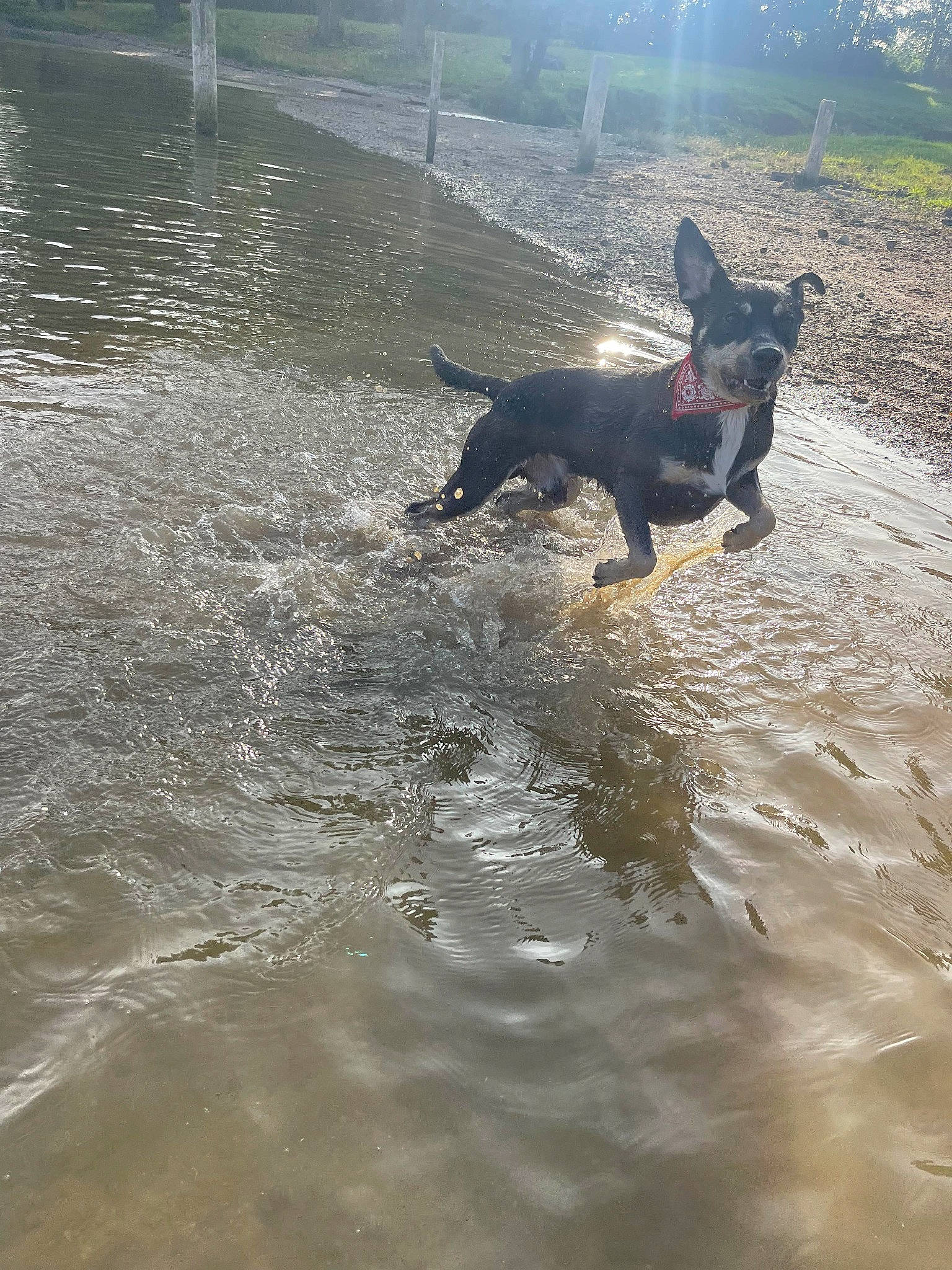 Sparko a rejoint le concours — aidez-le/la à gagner de superbes lots ! airedale_terrier, beach, canidae, carnivore, collar, dog, dog_breed, east_european_shepherd, fun, guard_dog, herding_dog, lake, sporting_group, tail, tree, water, wave, wind_wave, working_animal, working_dog