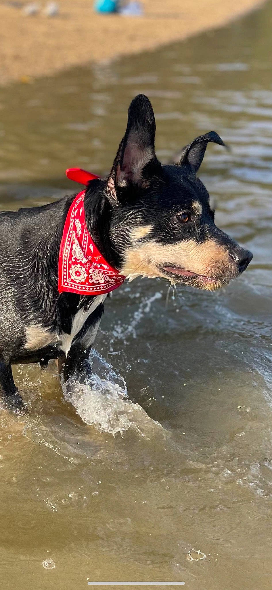 Sparko participe au concours pour gagner de l'argent avec cette photo : canidae, carmine, carnivore, collar, companion_dog, dog, dog_breed, dog_collar, dog_supply, guard_dog, herding_dog, liquid, non_sporting_group, pet_supply, recreation, snout, sporting_group, water, working_animal, working_dog