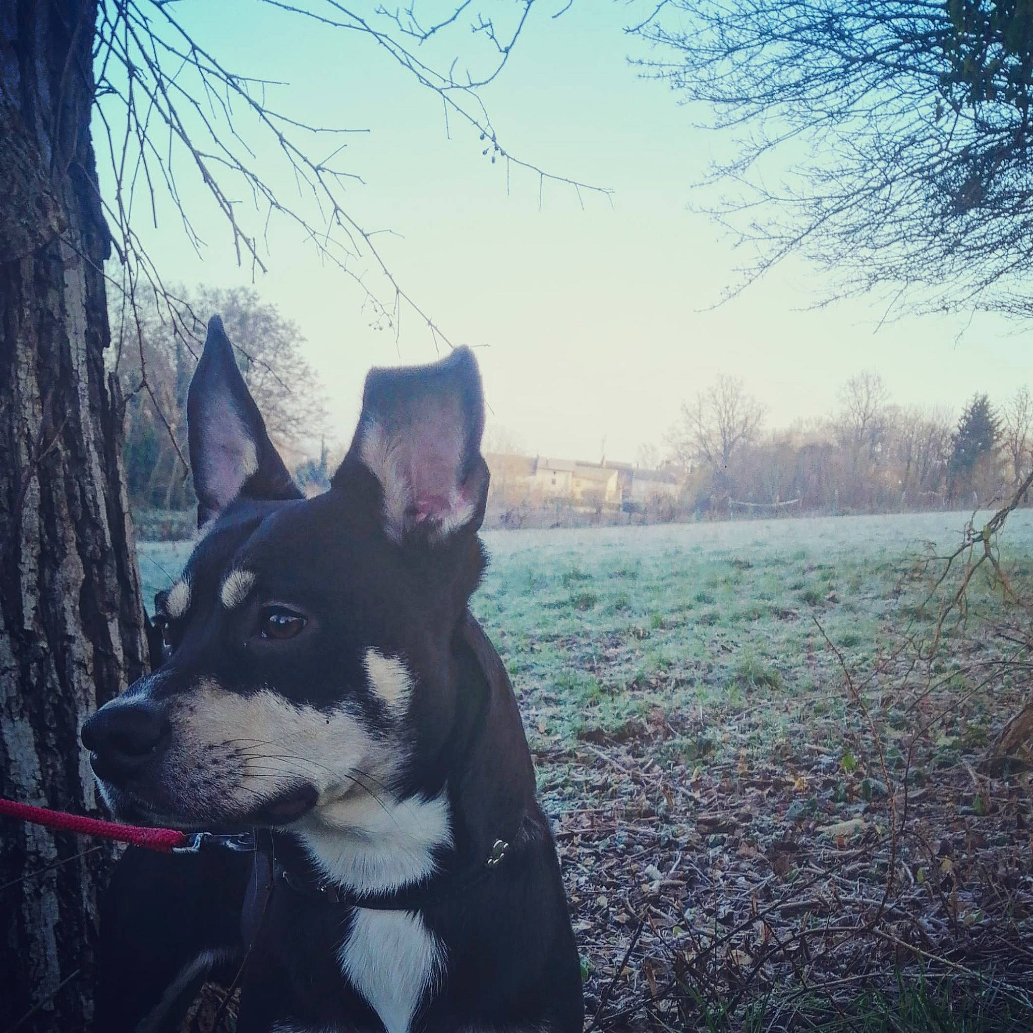 Sparko a rejoint le concours — aidez-le/la à gagner de superbes lots ! carmine, carnivore, companion_dog, dog, dog_breed, freezing, fur, grass, herding_dog, plant, sky, snout, snow, tail, tints_and_shades, tree, whiskers, winter, working_animal, working_dog