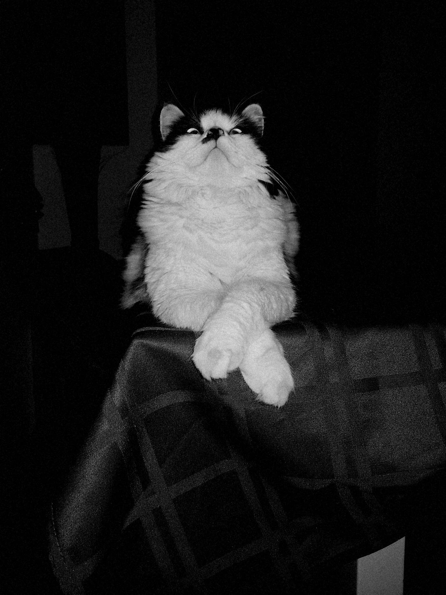 Caneo participe au concours pour gagner de l'argent avec cette photo : black_and_white, carnivore, cat, chair, comfort, darkness, eye, felidae, flash_photography, fur, grey, monochrome, monochrome_photography, sitting, small_to_medium_sized_cats, snout, tail, tartan, tints_and_shades, whiskers