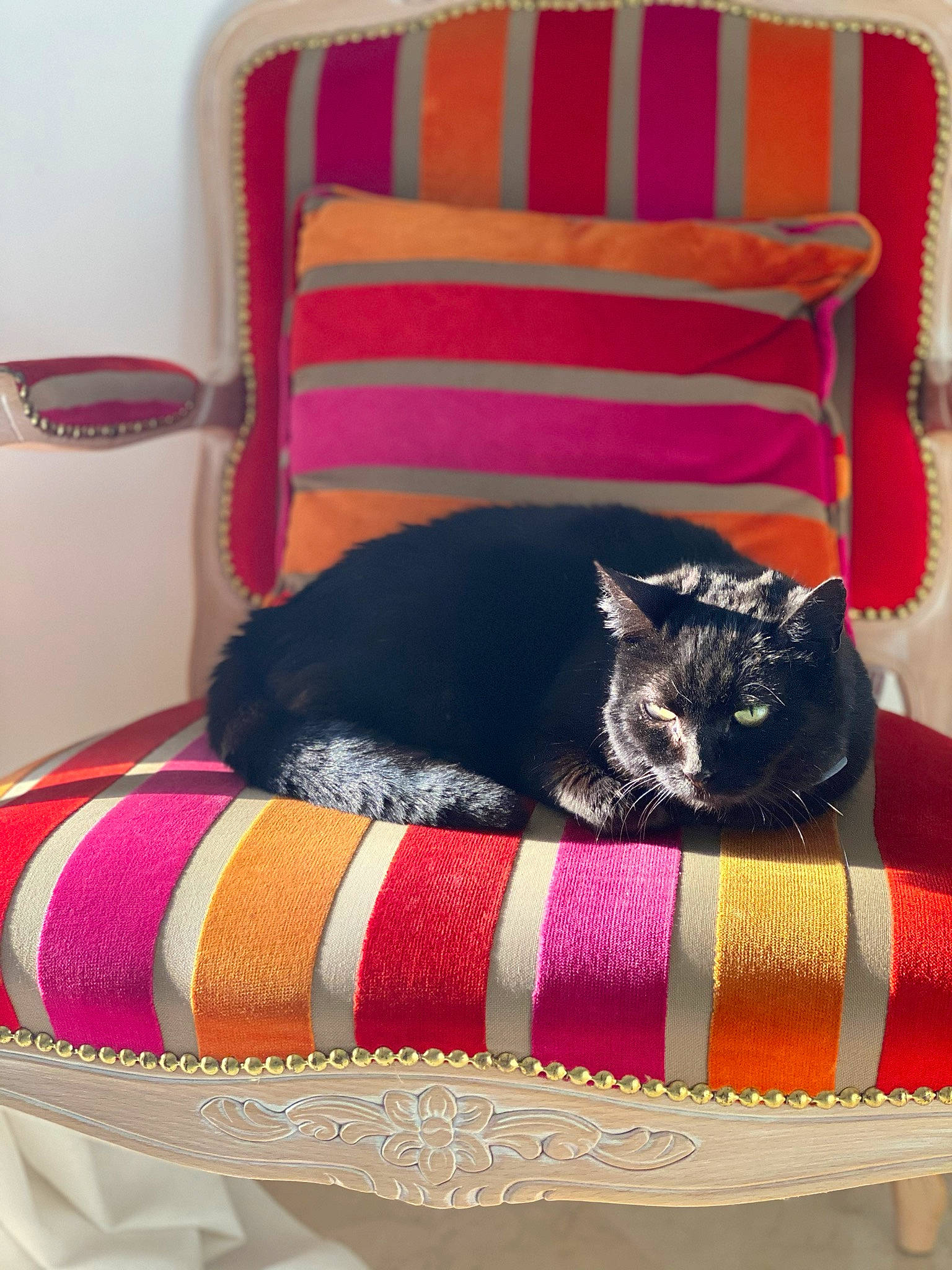 Poupée participe au concours pour gagner de l'argent avec cette photo : asian, bed_sheet, carnivore, cat, cat_bed, chair, comfort, domestic_short_haired_cat, felidae, furniture, kitten, linens, magenta, pink, quilt, room, small_to_medium_sized_cats, textile, whiskers