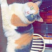 Winnie is registered to the contest to win money with this photo: animal, calico_cat, cat, chair, comfort, cozy, curious, domestic_animal, feline, fur, green_eyes, household, indoor, mammal, pet, relaxed, table, whiskers, wood, wooden_table