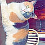 animal, calico_cat, cat, chair, comfort, cozy, curious, domestic_animal, feline, fur, green_eyes, household, indoor, mammal, pet, relaxed, table, whiskers, wood, wooden_table