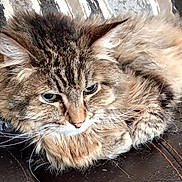 Lulu Bug joined the competition — help win amazing prizes! cat, fluffy, long_hair, green_eyes, whiskers, curled_up, resting, indoor, pet, feline, close_up, brown_fur, striped, cushion, leather, cozy, animal, cute, relaxed, domestic