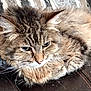 cat, fluffy, long_hair, green_eyes, whiskers, curled_up, resting, indoor, pet, feline, close_up, brown_fur, striped, cushion, leather, cozy, animal, cute, relaxed, domestic