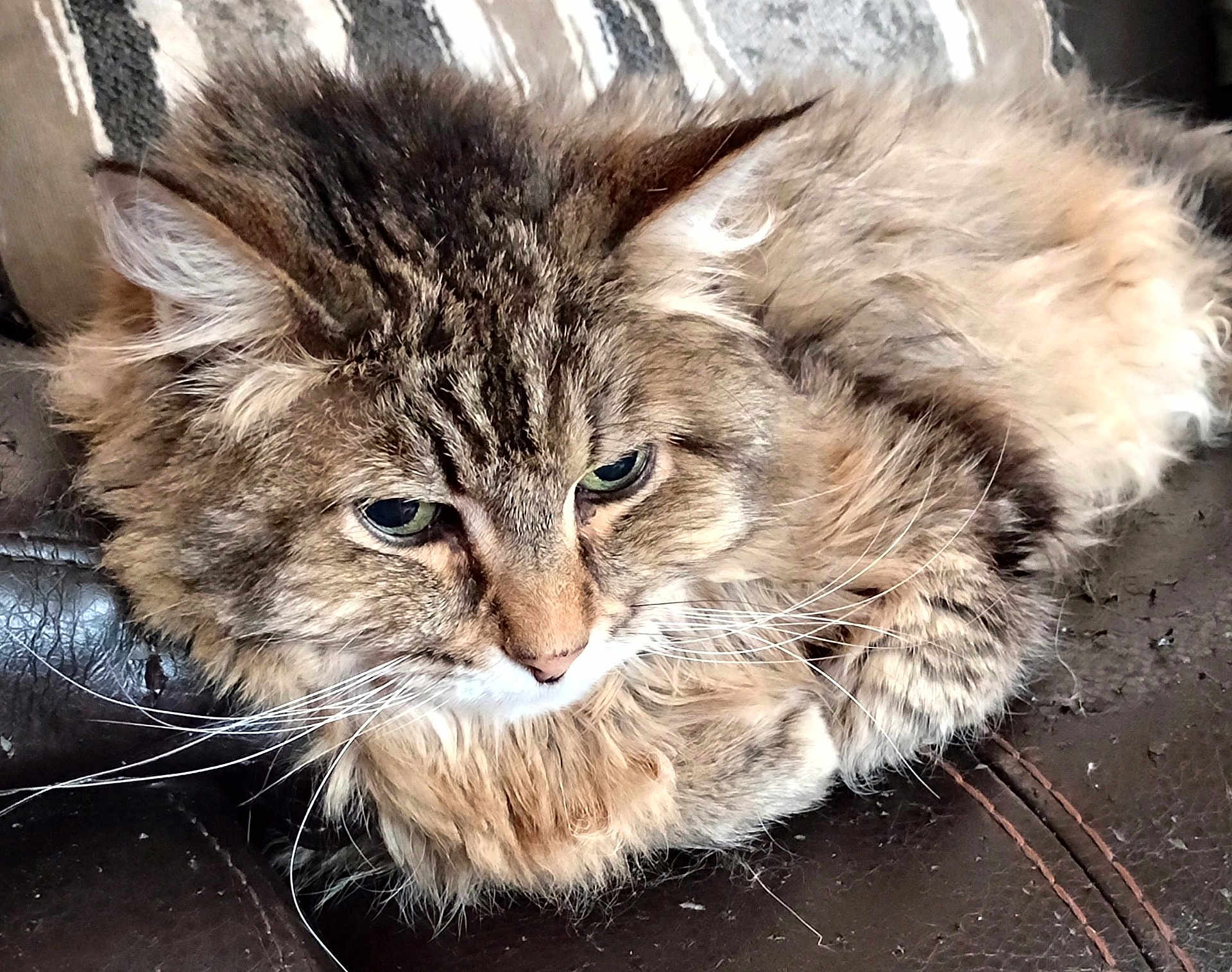 Lulu Bug joined the competition — help win amazing prizes! cat, fluffy, long_hair, green_eyes, whiskers, curled_up, resting, indoor, pet, feline, close_up, brown_fur, striped, cushion, leather, cozy, animal, cute, relaxed, domestic
