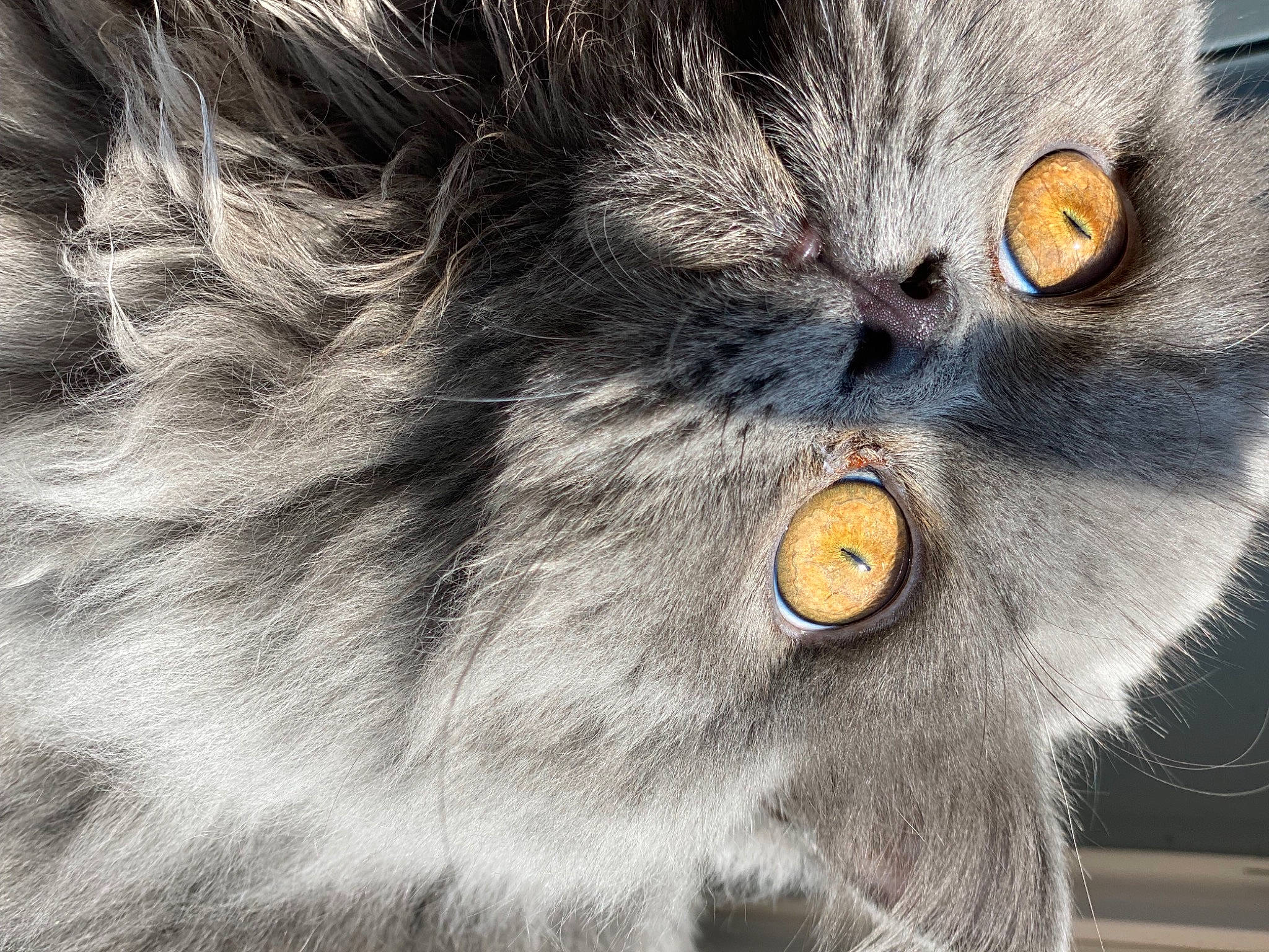 Cedric joined the competition — help win amazing prizes! bird_of_prey, british_longhair, carnivore, cat, close_up, domestic_short_haired_cat, felidae, fur, grey, photo_caption, small_to_medium_sized_cats, snout, tail, terrestrial_animal, whiskers, wildlife