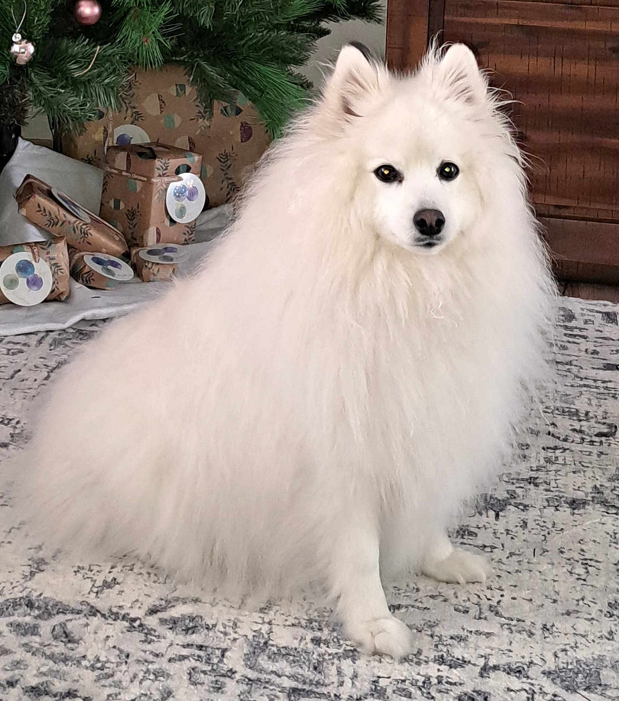 Sassi