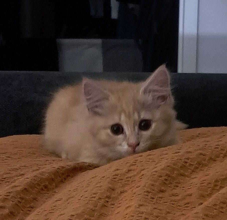 Miley joined the competition — help win amazing prizes! carnivore, cat, domestic_short_haired_cat, fawn, felidae, fur, hardwood, paw, sand, small_to_medium_sized_cats, snout, tail, terrestrial_animal, whiskers, wood