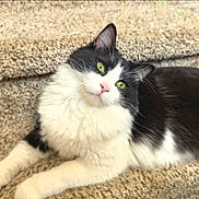 Dasher is registered to the contest to win money with this photo: cat, black_and_white, fluffy, green_eyes, pink_nose, carpet, stairs, indoor, pet, animal, relaxed, feline, cute, laying, whiskers, soft, domestic, mammal, portrait, cozy