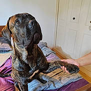 Django participe au concours pour gagner de l'argent avec cette photo : dog, brindle, large_dog, pet, paw, human_hand, bed, blanket, pillows, indoor, bedroom, wooden_floor, door, door_knob, furniture, portrait, looking_up, companionship, canine, resting_spot