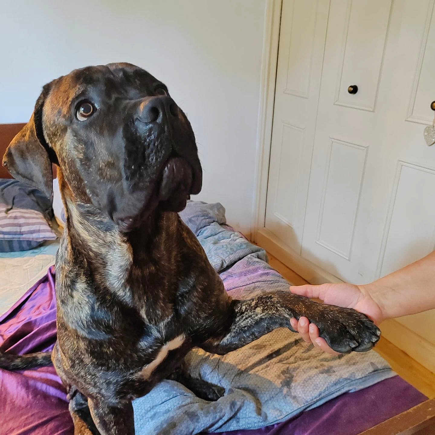 Django participe au concours pour gagner de l'argent avec cette photo : bed, bedroom, blanket, brindle, canine, companionship, dog, door, door_knob, furniture, human_hand, indoor, large_dog, looking_up, paw, pet, pillows, portrait, resting_spot, wooden_floor