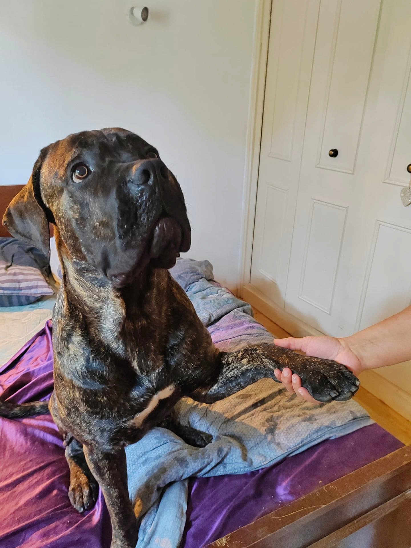 Django participe au concours pour gagner de l'argent avec cette photo : dog, brindle, large_dog, pet, paw, human_hand, bed, blanket, pillows, indoor, bedroom, wooden_floor, door, door_knob, furniture, portrait, looking_up, companionship, canine, resting_spot
