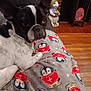 animal, blanket, brick_wall, bunny, cozy, curtain, cute, decor, dog, figurine, floor, furniture, home, indoor, penguin_pattern, pet, relaxed, resting, sofa, wood_floor