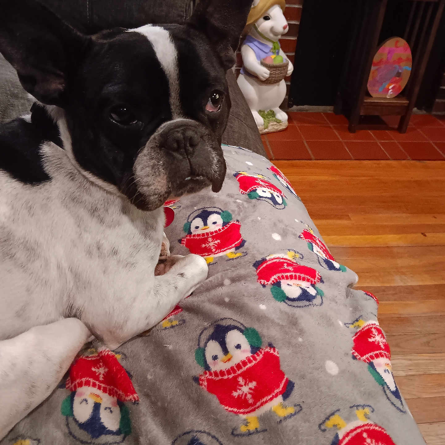 Harley is registered to the contest to win money with this photo: animal, blanket, brick_wall, bunny, cozy, curtain, cute, decor, dog, figurine, floor, furniture, home, indoor, penguin_pattern, pet, relaxed, resting, sofa, wood_floor