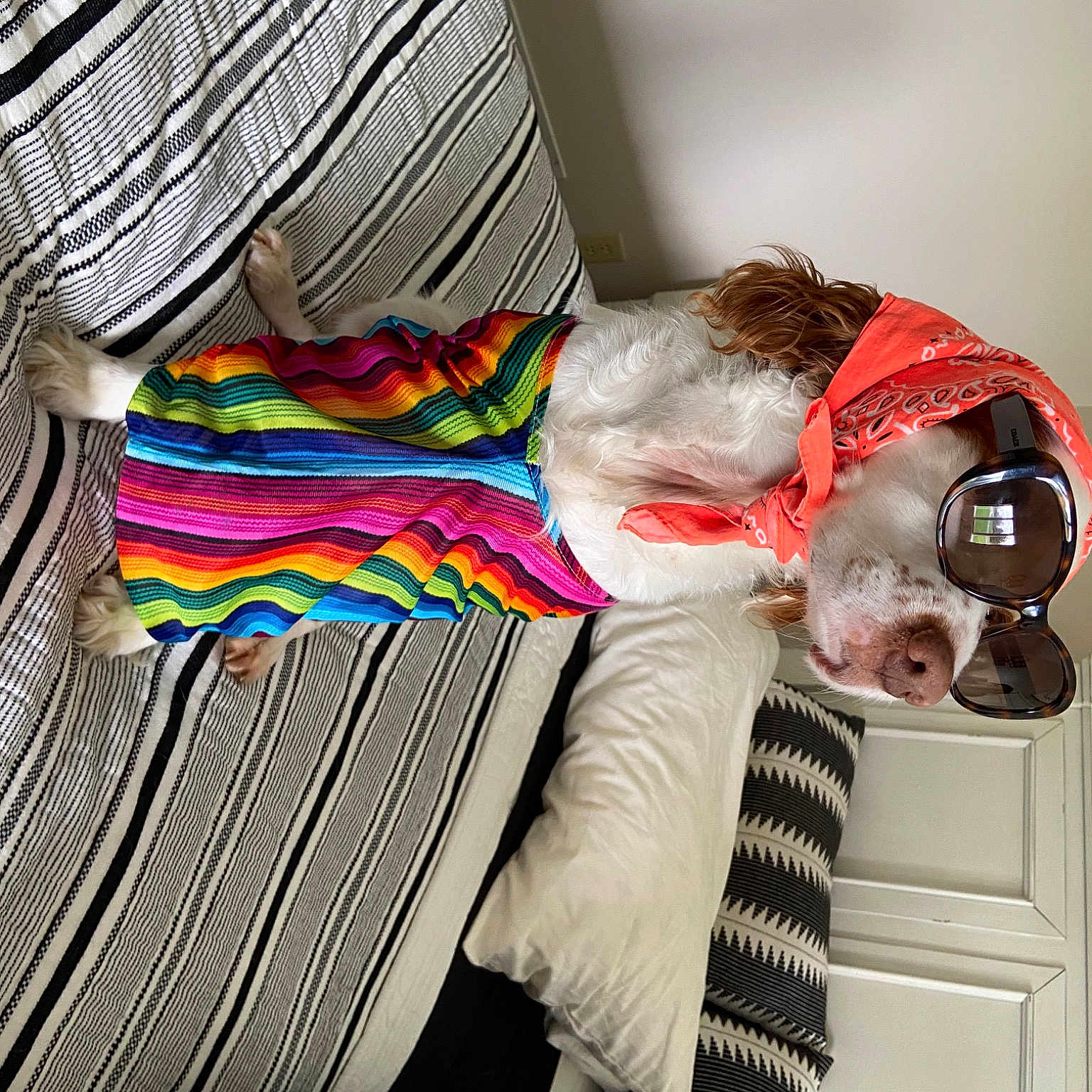 Dollar is registered to the contest to win money with this photo: boston_terrier, canidae, carnivore, costume, dog, glasses, non_sporting_group, sporting_group