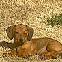 dog, puppy, dachshund, brown_dog, grass, outdoor, sunlight, pet, animal, canine, small_dog, lying_down, relaxed, nature, daytime, ears, paw, cute, sleepy, young_dog
