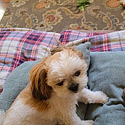 Fluffy is registered to the contest to win money with this photo: dog, puppy, small_dog, fluffy, white_and_brown, cushion, blanket, plaid, carpet, floor, indoor, pet, cute, fur, sitting, looking, cozy, home, animal, companion