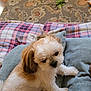 dog, puppy, small_dog, fluffy, white_and_brown, cushion, blanket, plaid, carpet, floor, indoor, pet, cute, fur, sitting, looking, cozy, home, animal, companion