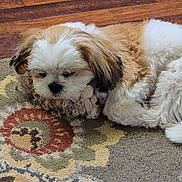 Fluffy is registered to the contest to win money with this photo: animal, brown, companion, curled_up, cute, dog, domestic, fluffy, furry, indoor, patterned_rug, pet, puppy, relaxed, resting, rug, sleepy, small_dog, white, wooden_floor