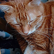 Tommy participe au concours pour gagner de l'argent avec cette photo : animal, cat, chair, close_up, comfort, cozy, cute, domestic_cat, feline, fur, ginger_cat, hand, indoor, pet, relaxed, resting, scratching, sleeping, whiskers, woven_chair