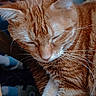 animal, cat, chair, close_up, comfort, cozy, cute, domestic_cat, feline, fur, ginger_cat, hand, indoor, pet, relaxed, resting, scratching, sleeping, whiskers, woven_chair
