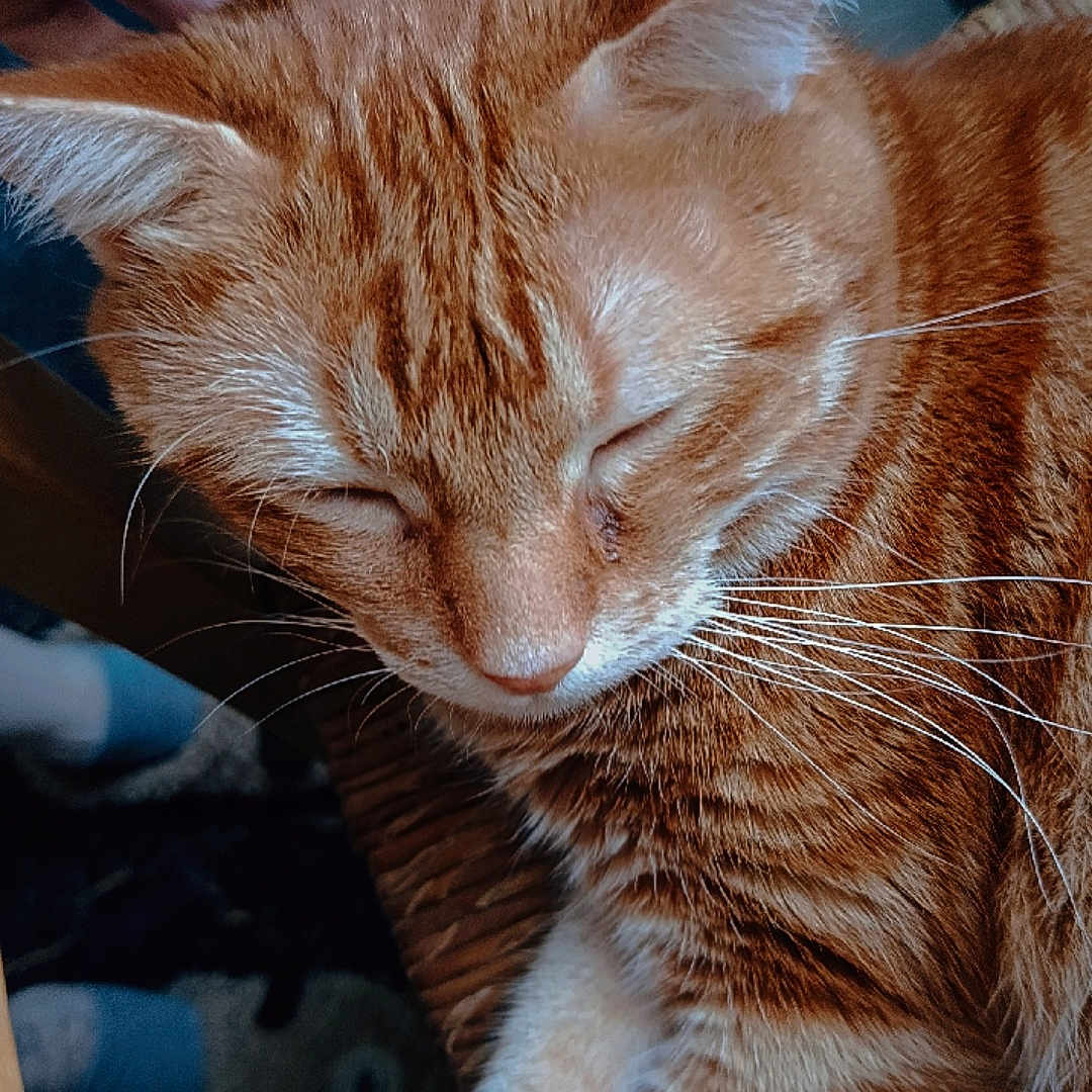 Tommy