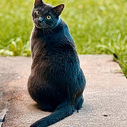 Ozzy is registered to the contest to win money with this photo: cat, black_cat, animal, pet, outdoor, grass, concrete, looking_back, fur, whiskers, tail, sitting, curious, nature, daylight, mammal, cute, feline, portrait, alone