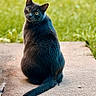 cat, black_cat, animal, pet, outdoor, grass, concrete, looking_back, fur, whiskers, tail, sitting, curious, nature, daylight, mammal, cute, feline, portrait, alone