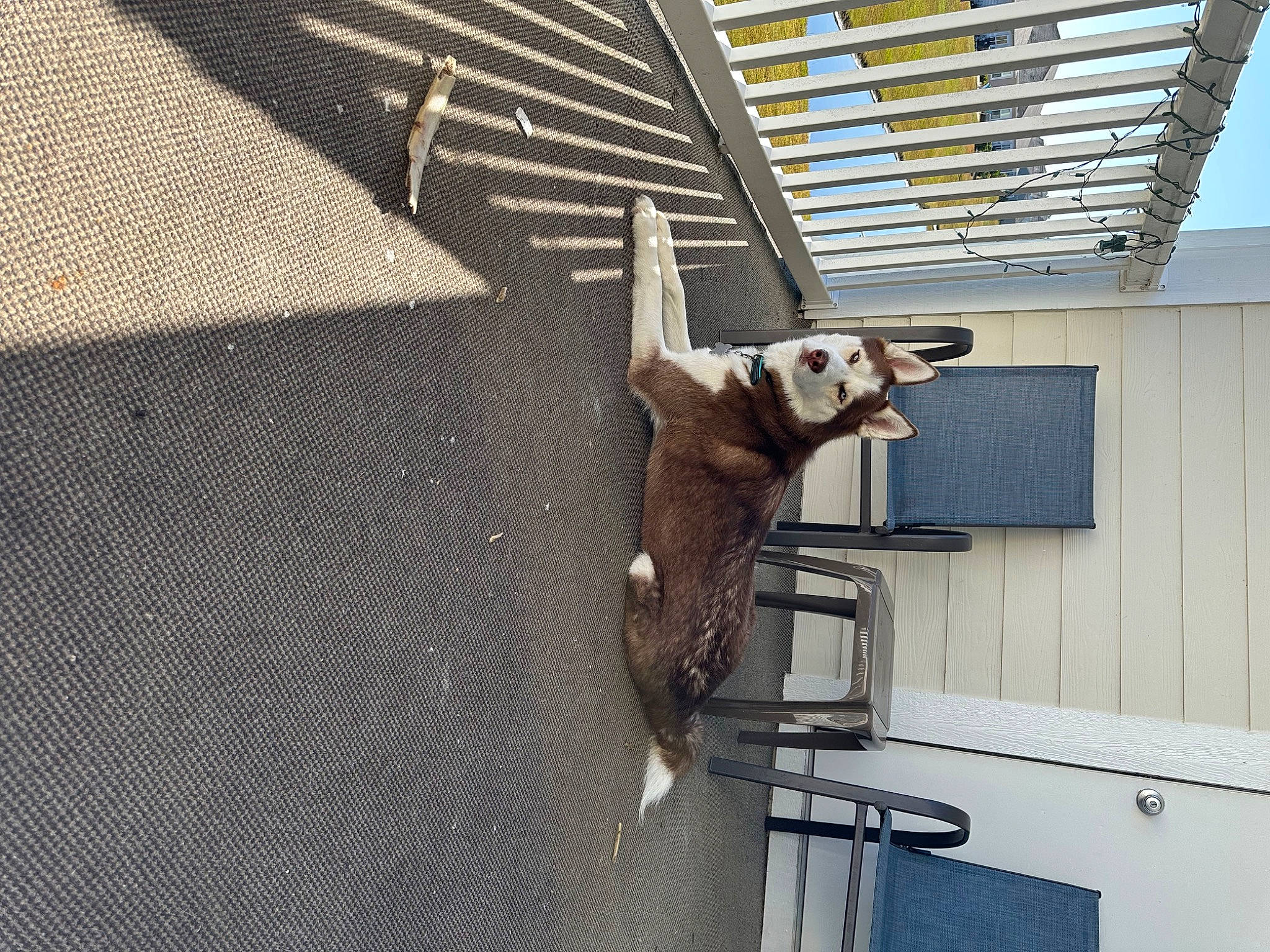 Geo joined the competition — help win amazing prizes! animal_shelter, art, building, cage, ceiling, daylighting, dog, facade, grey, house, mesh, metal, pet_supply, roof, room, sculpture, snout, steel, tail, wood