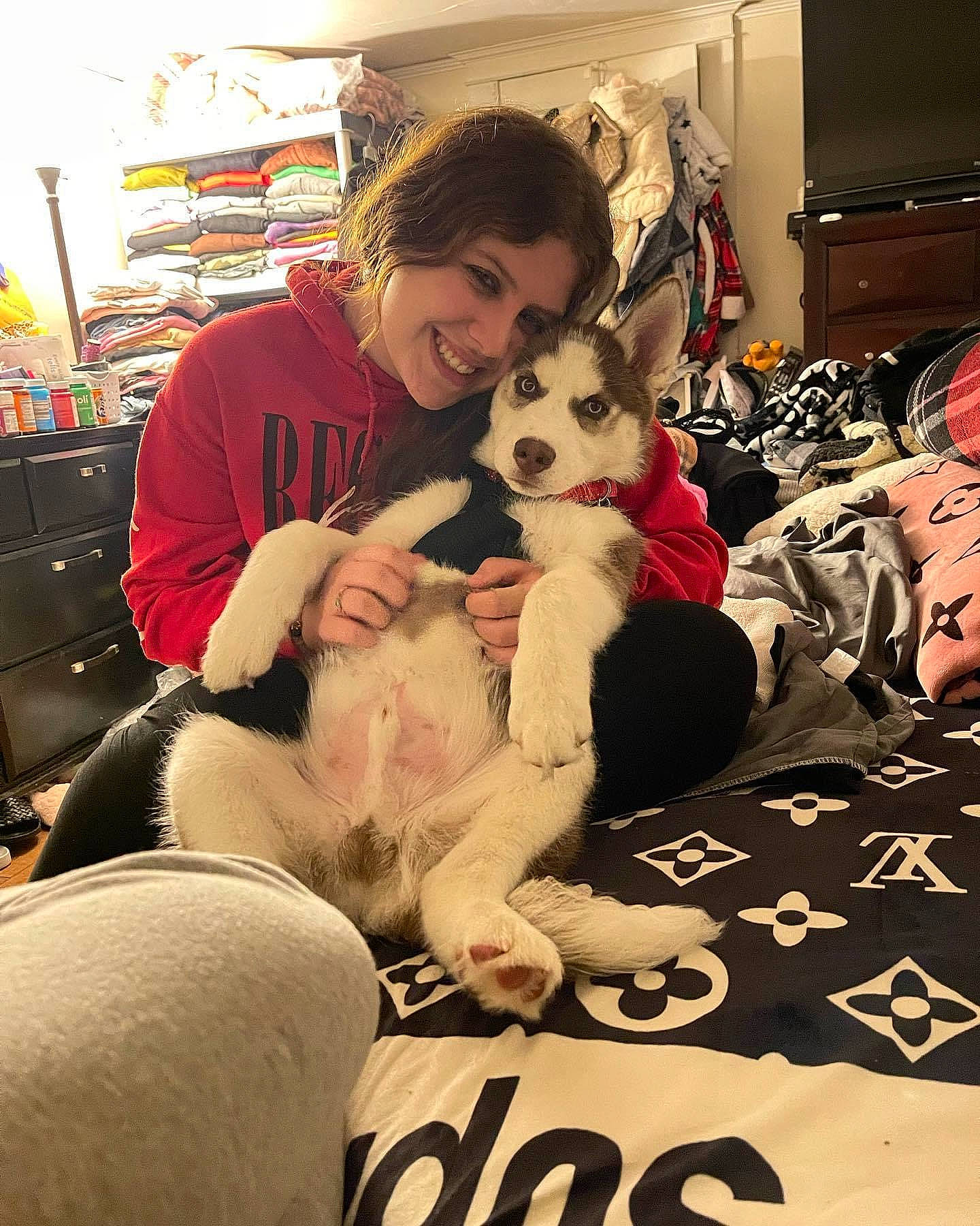 Geo joined the competition — help win amazing prizes! canidae, carnivore, comfort, companion_dog, couch, dog, dog_breed, event, fawn, fun, fur, happy, lap, mammal, room, shelf, sitting, smile, sporting_group, thigh