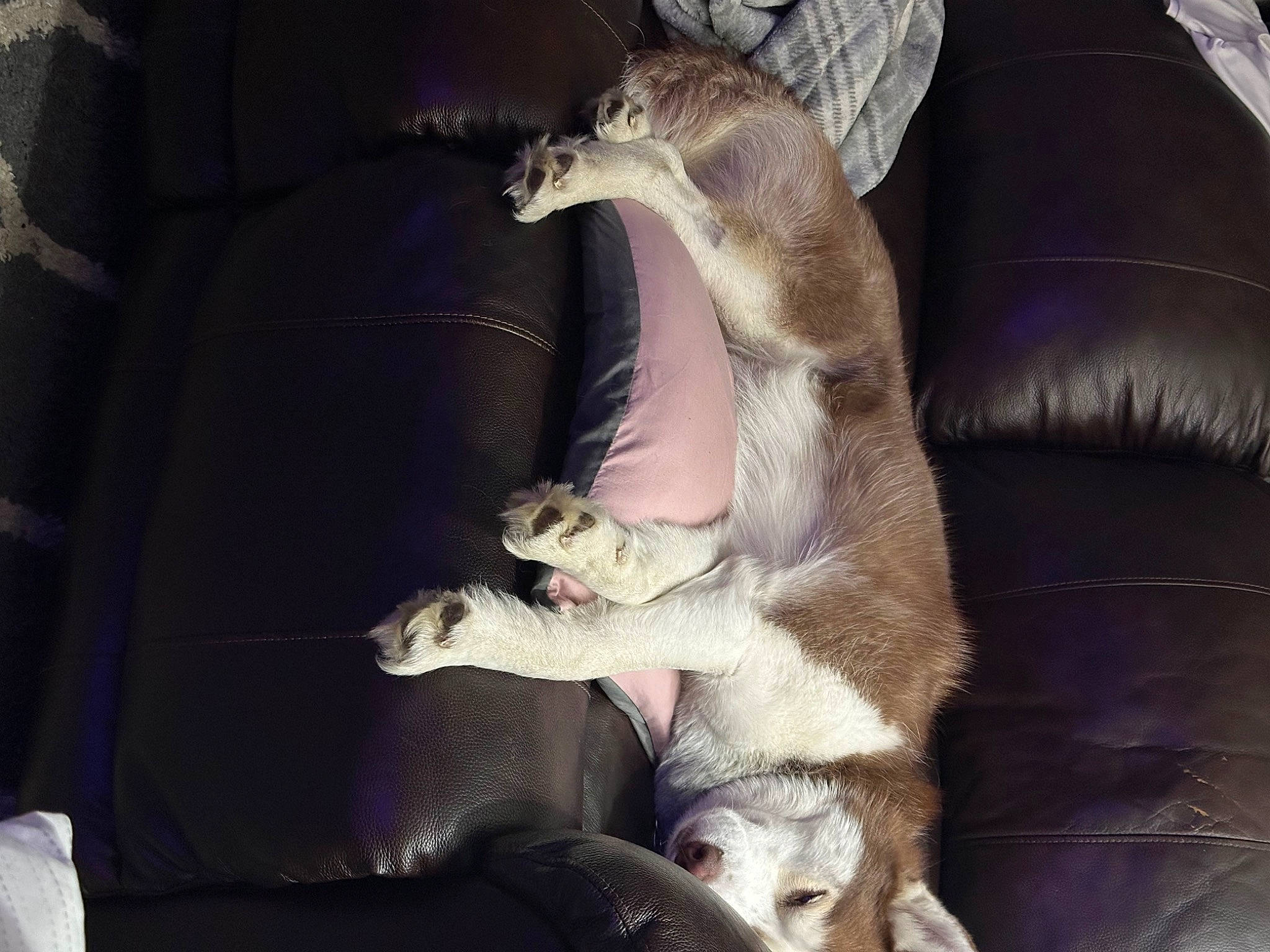 Geo joined the competition — help win amazing prizes! canidae, carnivore, cat, claw, comfort, companion_dog, couch, dog_breed, domestic_short_haired_cat, fawn, felidae, fur, linens, paw, small_to_medium_sized_cats, snout, sporting_group, tail, whiskers, wildlife