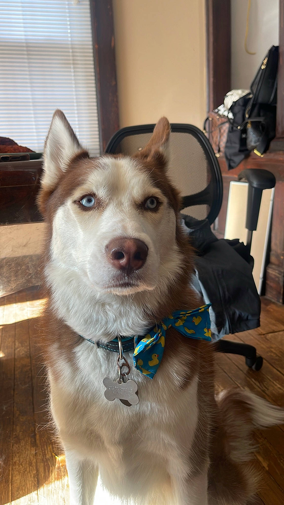 Geo is registered to the contest to win money with this photo: bag, canidae, carnivore, chair, collar, companion_dog, dog, dog_breed, dog_collar, dog_supply, east_european_shepherd, fawn, fur, leash, luggage_and_bags, sporting_group, whiskers, window, wood, working_animal