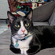 Neko joined the competition — help win amazing prizes! animal, bed, bedroom, black_and_white, cat, close_up, collar, cozy_home, furniture, green_eyes, indoor, loaf_position, pet, pet_tag, pink_nose, portrait, sharp_eyes, sitting, tuxedo_cat, whiskers