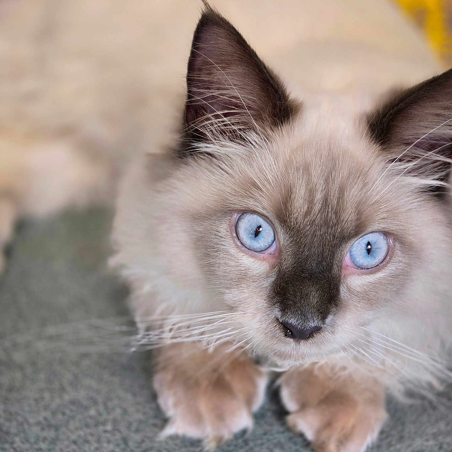 Jinx is registered to the contest to win money with this photo: animal, blue_eyes, cat, close_up, curious, cute, domestic_cat, ears, feline, fluffy, focused, fur, indoor, laying_down, mammal, paws, pet, portrait, soft, whiskers