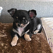 Luna-Bear joined the competition — help win amazing prizes! puppy, dog, small_dog, black_dog, tan_paws, soft_cushion, indoor, cute, young_animal, pet, floppy_ears, curious, lying_down, cozy, brown_cushion, close_up, adorable, animal, fur, companion