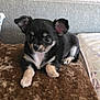 puppy, dog, small_dog, black_dog, tan_paws, soft_cushion, indoor, cute, young_animal, pet, floppy_ears, curious, lying_down, cozy, brown_cushion, close_up, adorable, animal, fur, companion