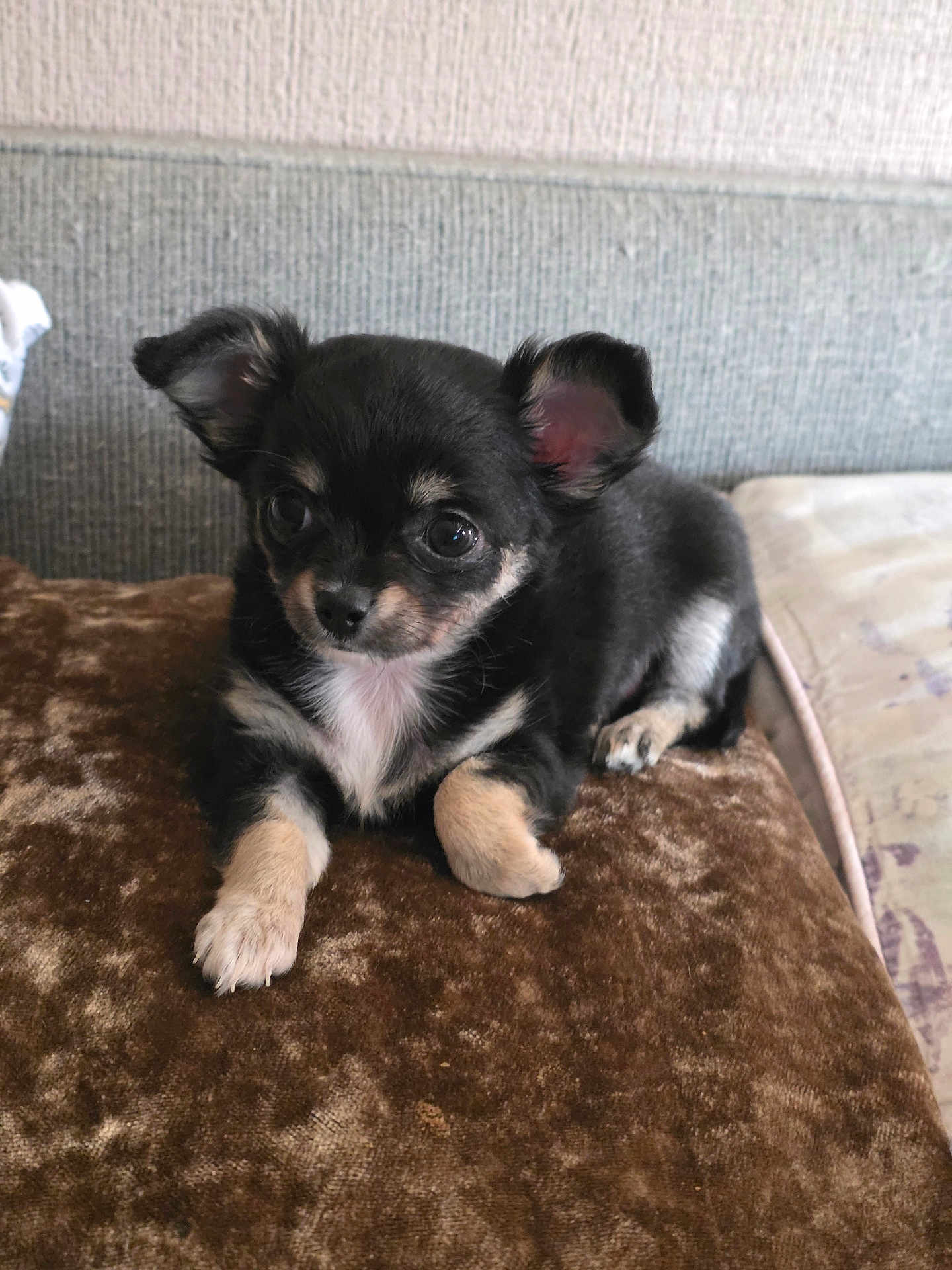 Luna-Bear