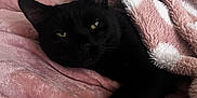 Sushi is registered to the contest to win money with this photo: black_cat, cat, pet, animal, feline, indoor, blanket, pink_blanket, white_blanket, soft_texture, cozy, resting, lying_down, fur, whiskers, ears, paw, bed, comfort, relaxation